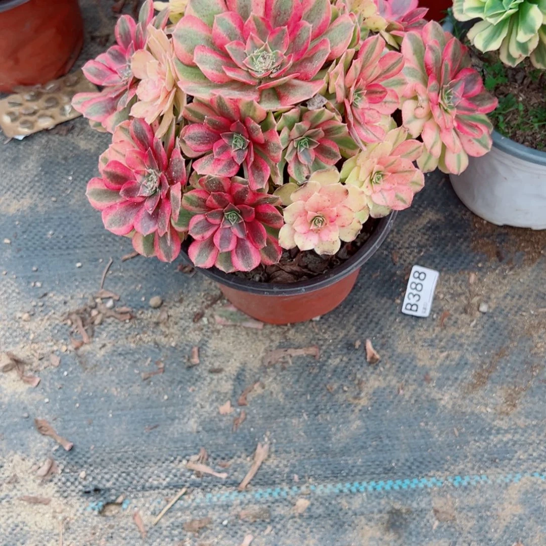 晓***梅877雨荷多肉植物法师多肉