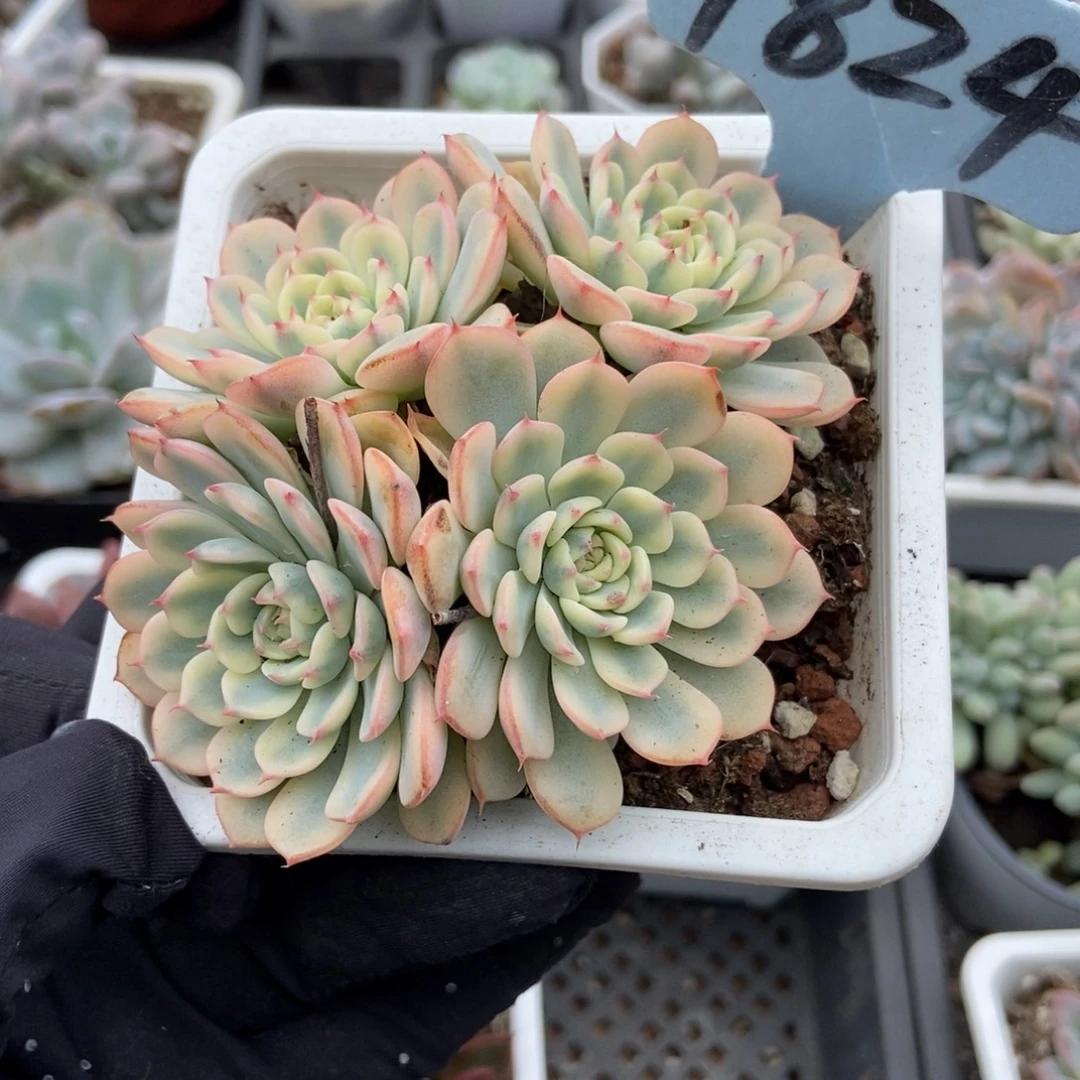 1824忌廉锦多肉植物