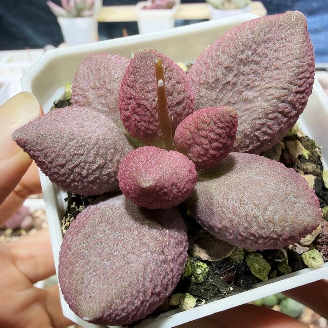 赛服部水泡多肉植物