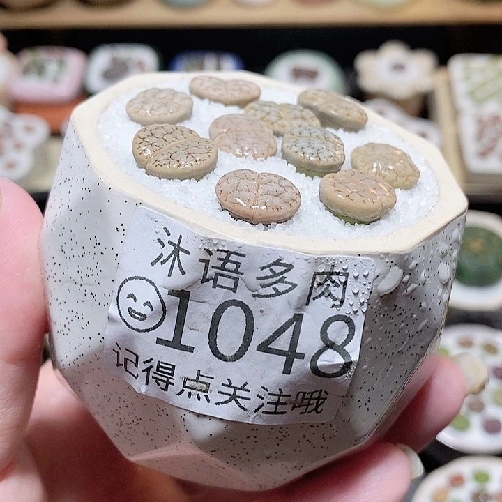 精美盆栽 好看又可爱 1048