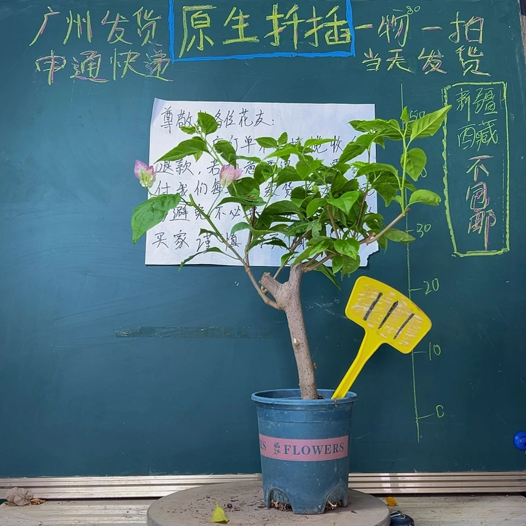 当前无花栽培后可以开花粗杆 口红111