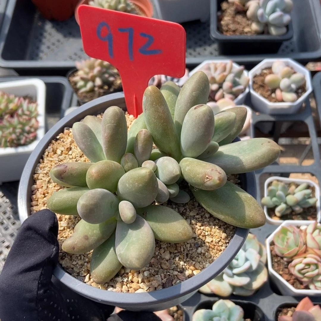 972糖果美人多肉植物
