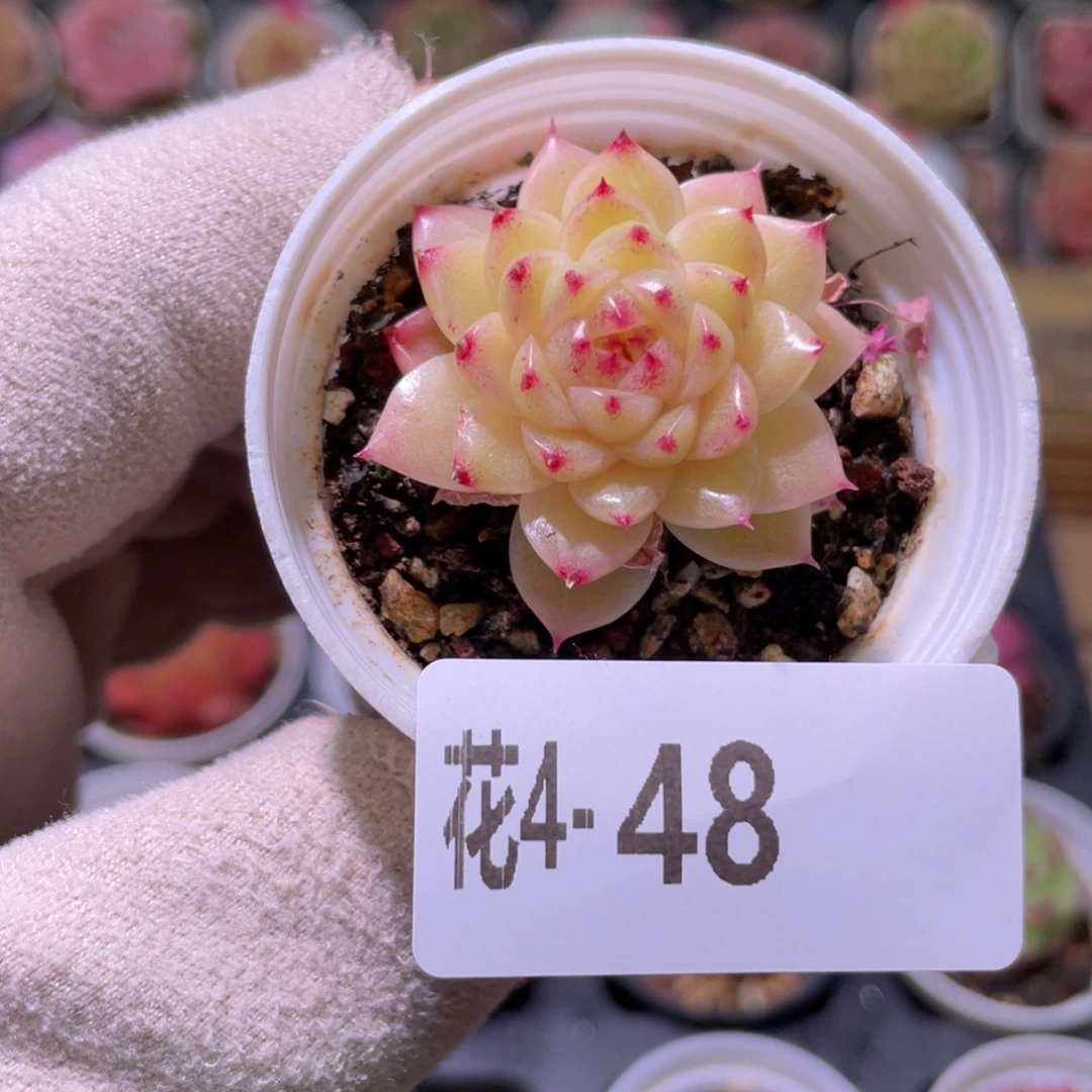 花利美4-48麦秆单头