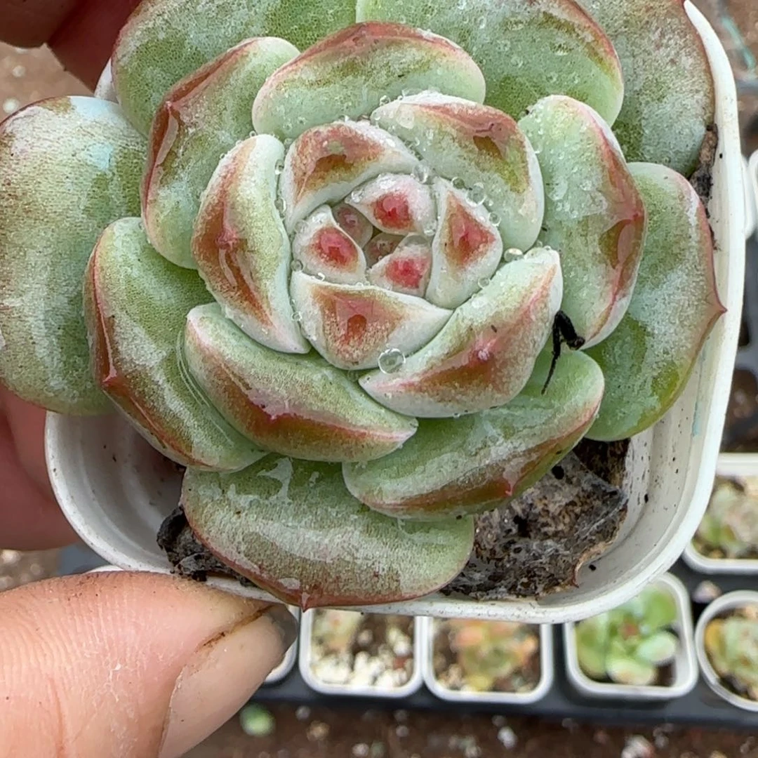 小卡拉米糖心一物一拍