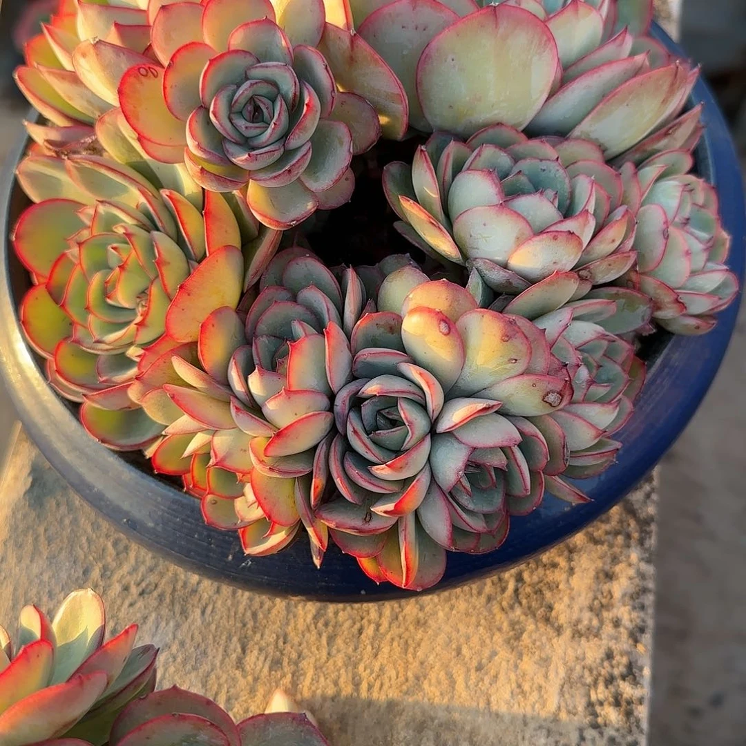 如****幸多肉植物牡丹亭