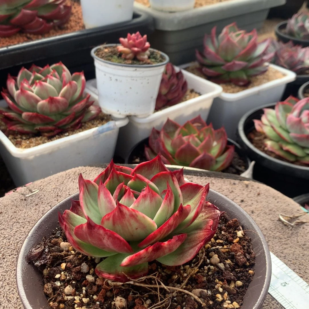 成**知567惊鸿宽叶外翻拉丝。尺寸9。多肉植物