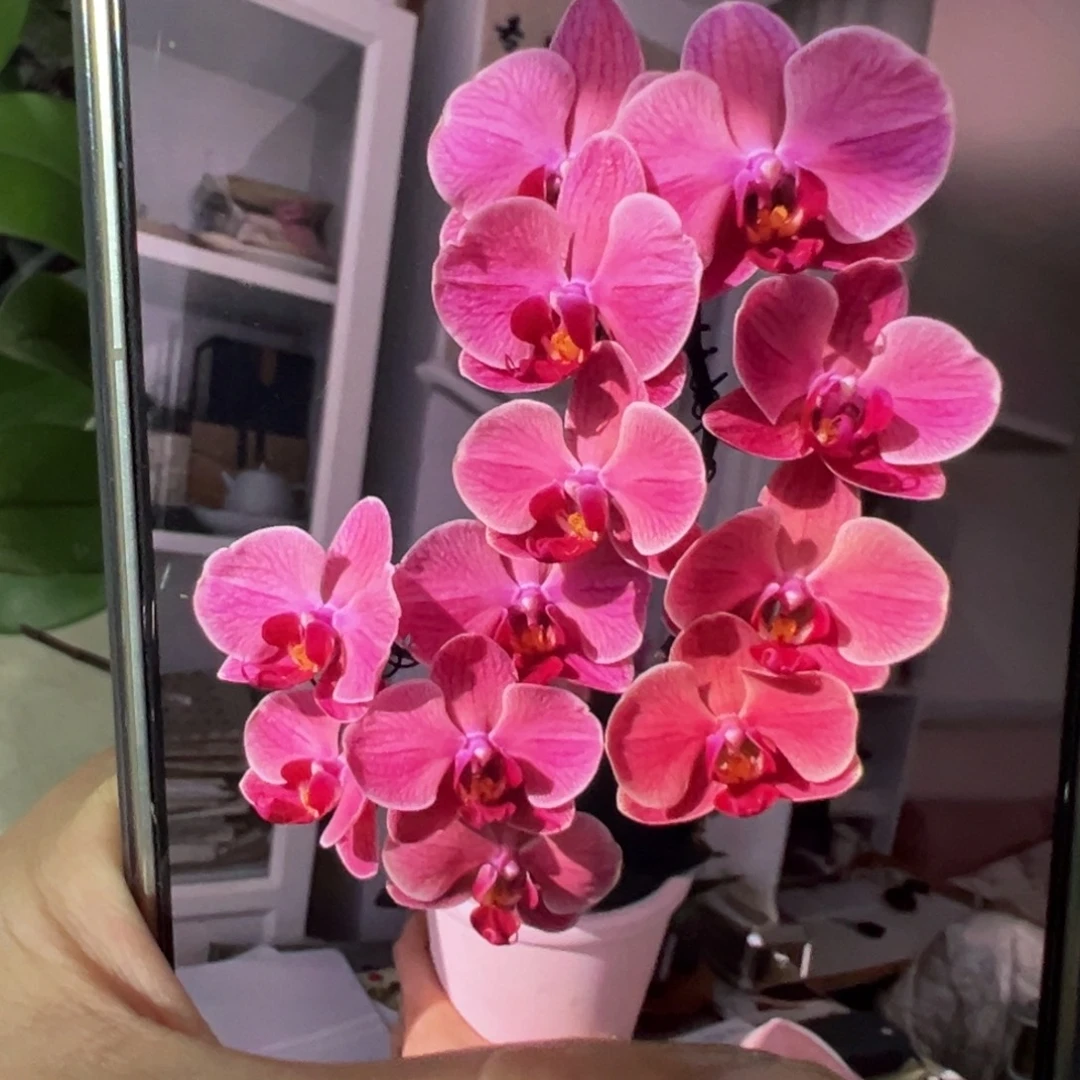 当前无花栽培后可以开花好苗纳博纳带剑，凑单发货