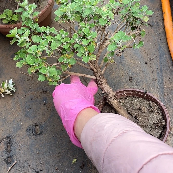 木***儿无花朵68菊花菊花家
