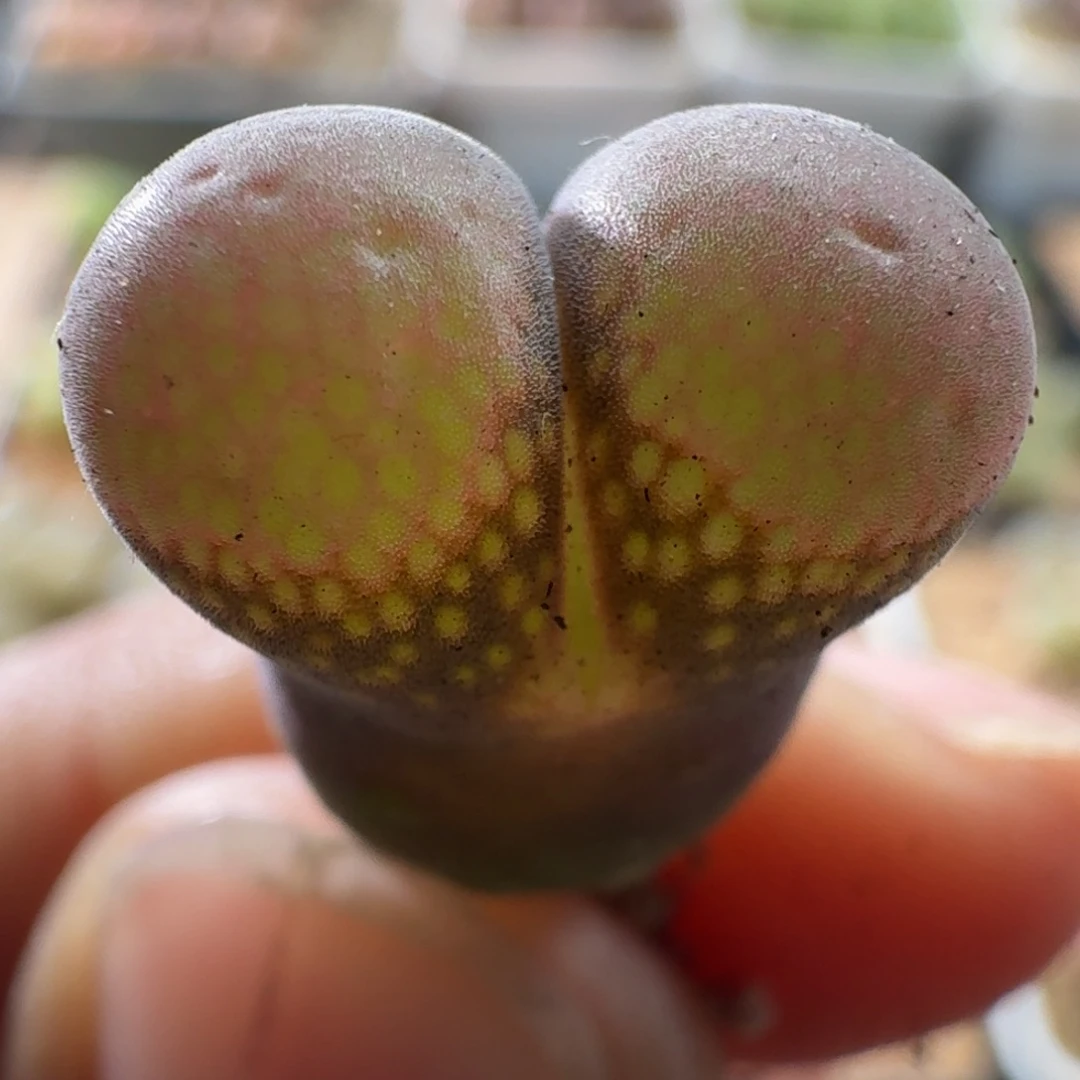 3219 风铃玉肉锥植物