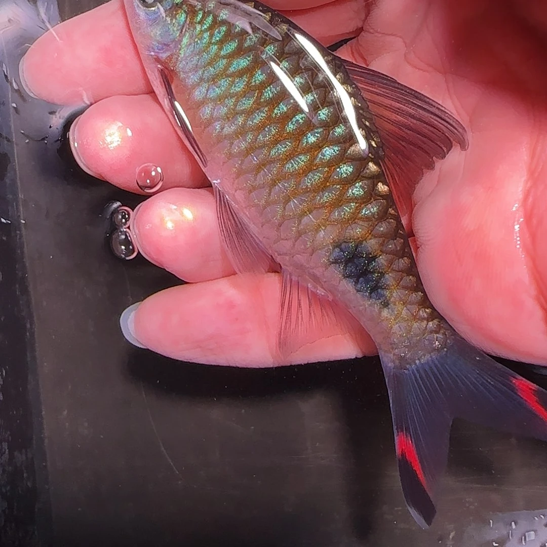 灯科鱼红旗蓝121212