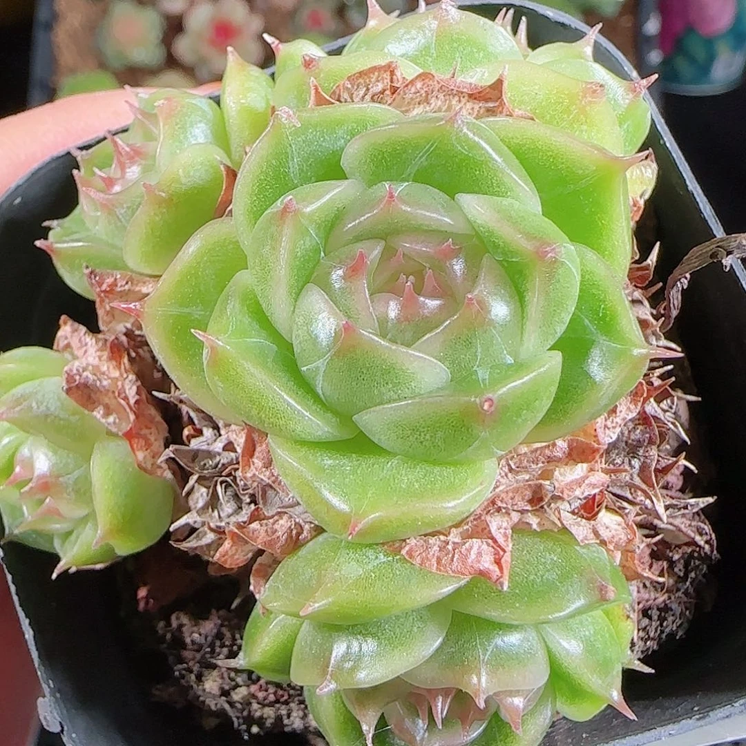 1027-225麦秆优选不包整