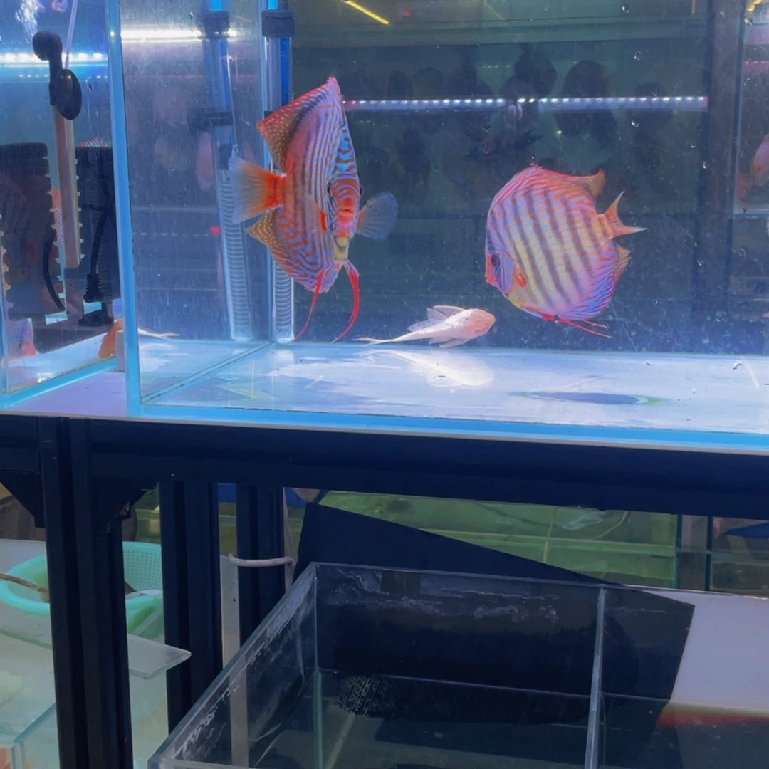 神仙鱼@****@德松松