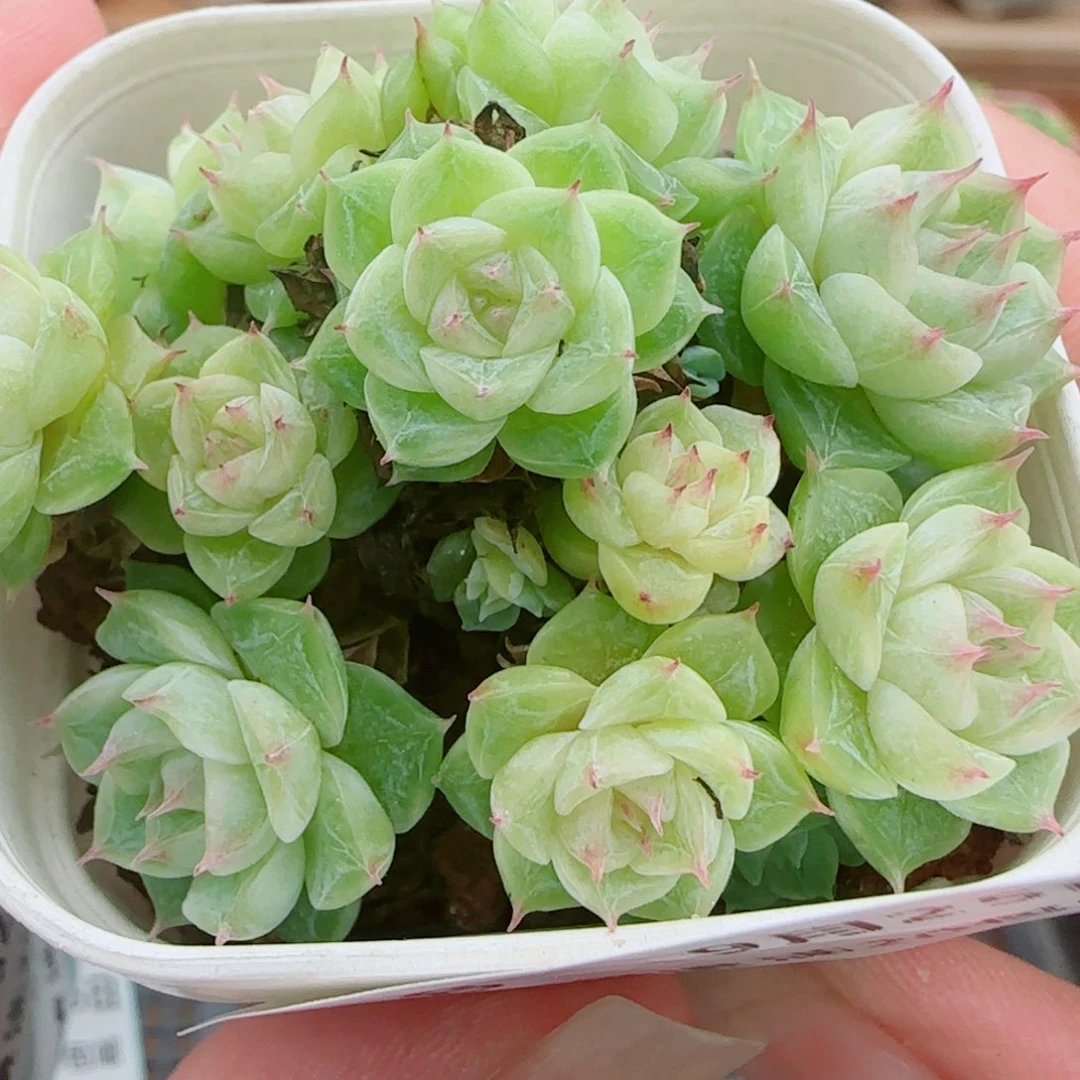 花语逸镜0925-68散