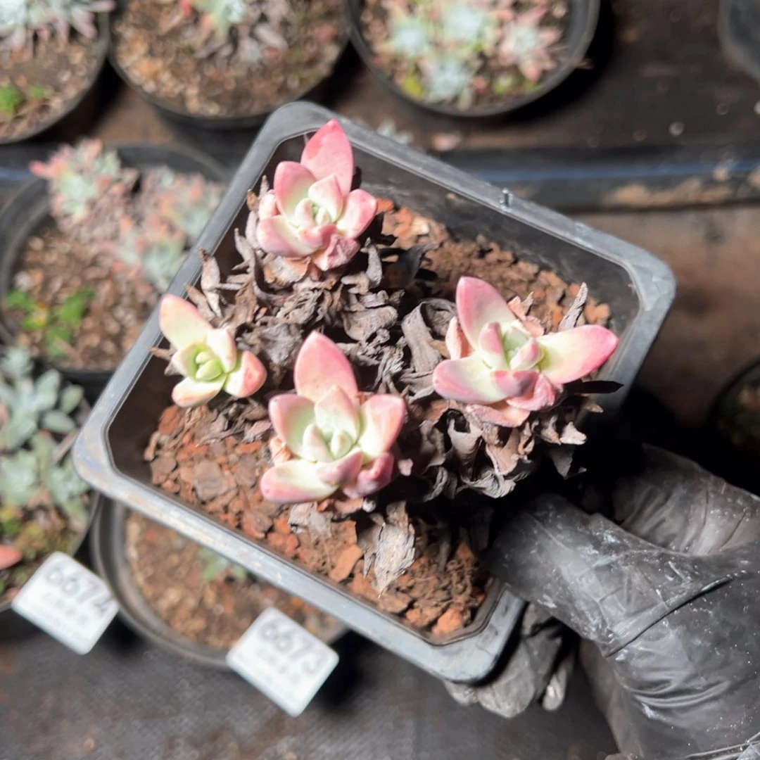 6675哈哈哈哈哈哈