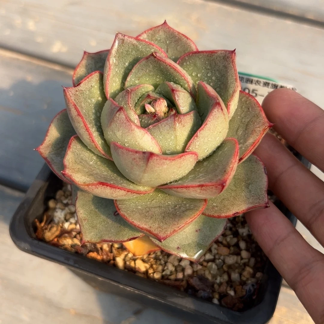 多肉一物一拍0205-74