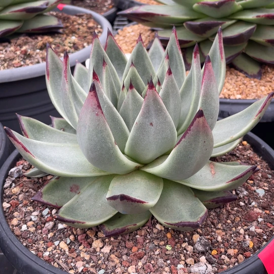 多肉植物多肉植物2527