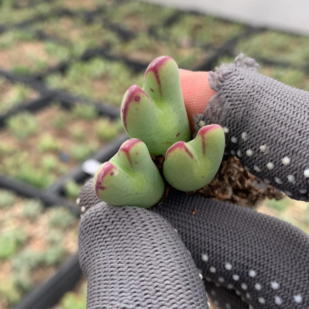 752少将母本一颗