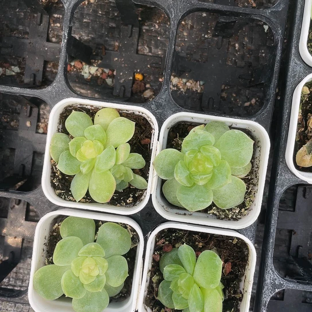 小懒T20 盆4号床一个满25包邮