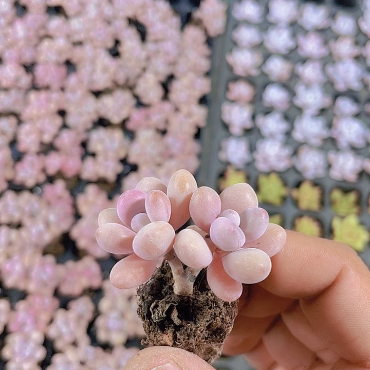 双头桃蛋【满10颗包邮】