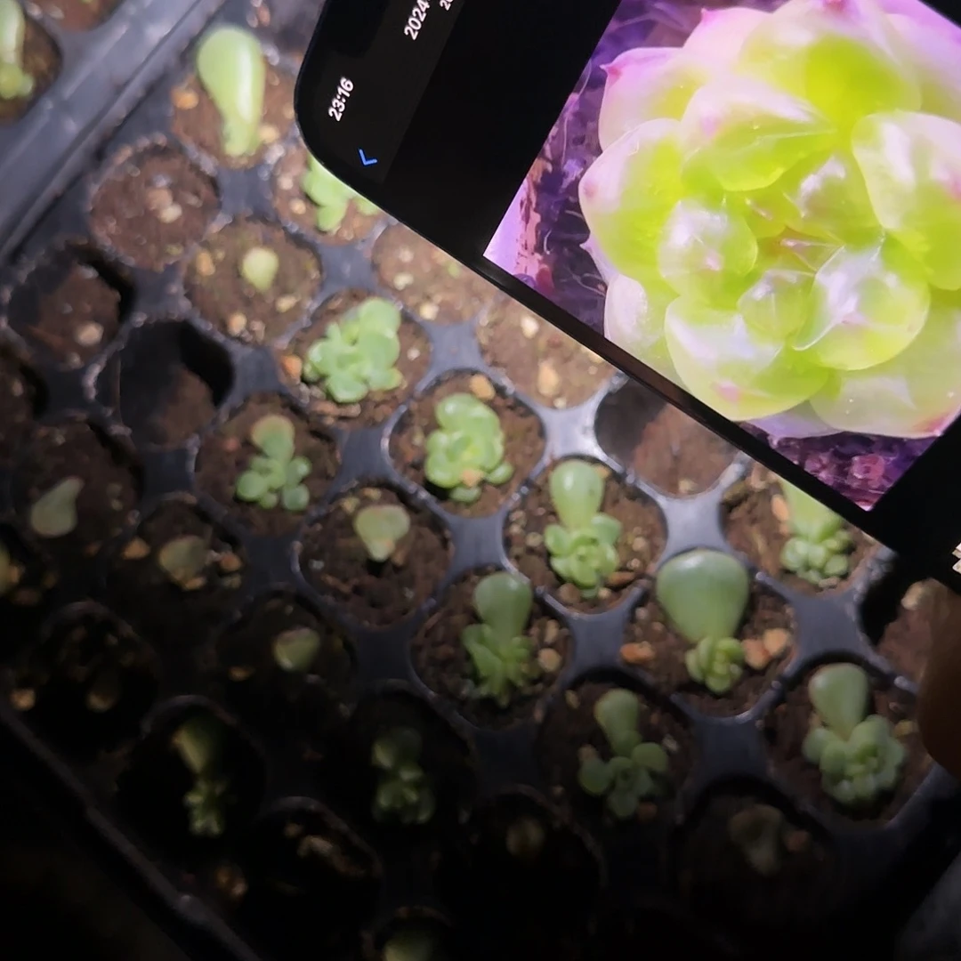 相柳中苗一个满25包邮