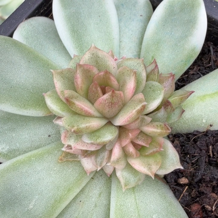 黑水晶锦腹轮锦捧花
