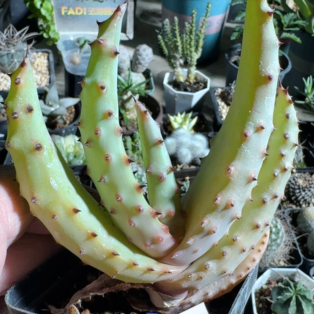 685强刺鬼切芦荟脱土发货