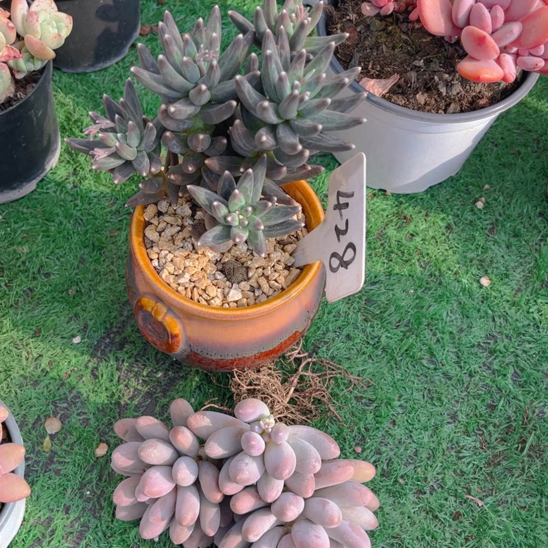 牛***李428fghjjnjjjjjnnn