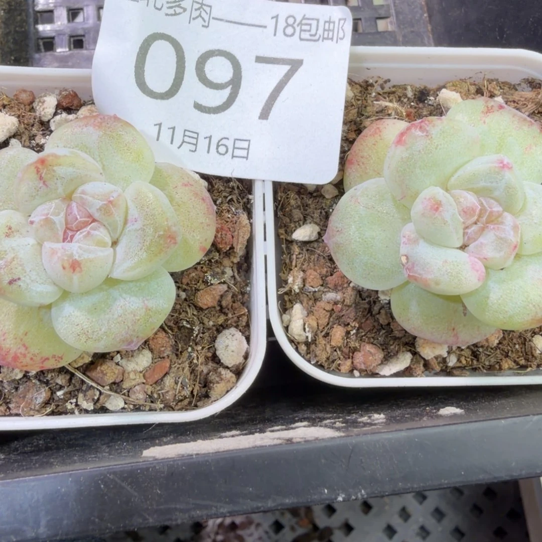 +***メ97 号到手1框，江北多肉