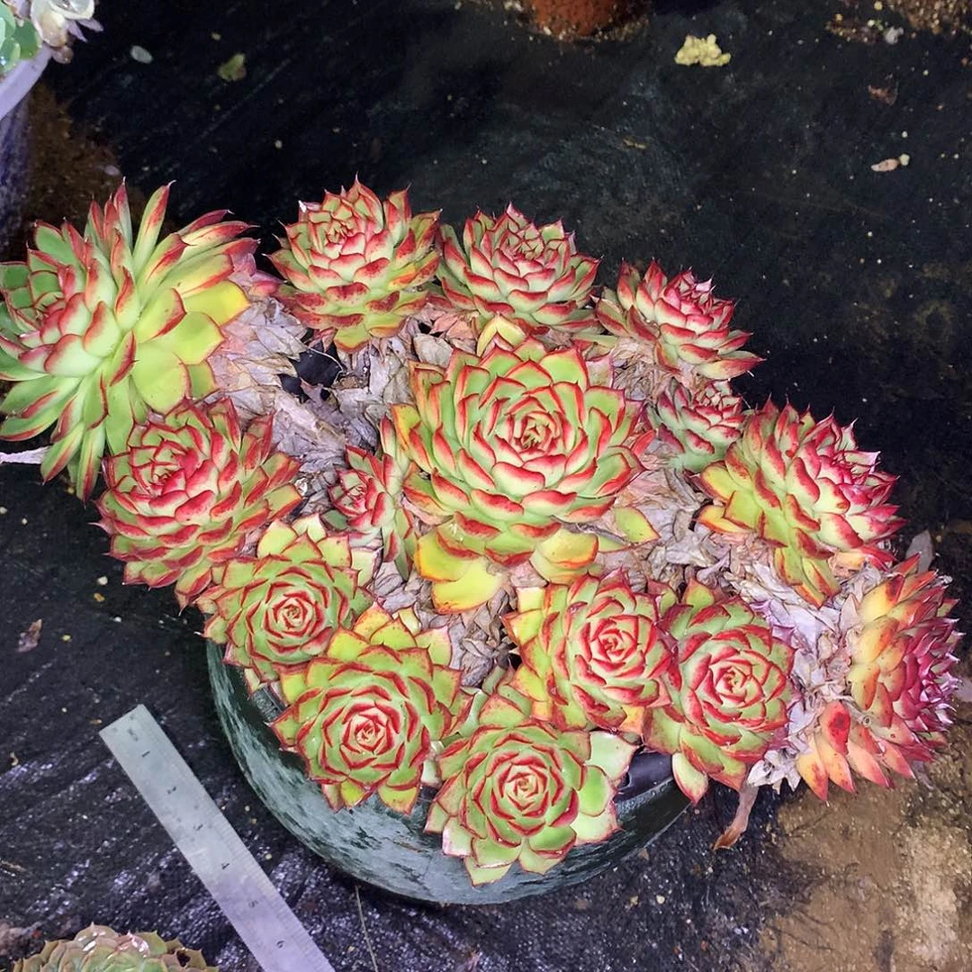 柚***⊙萤火虫一物一拍19-6