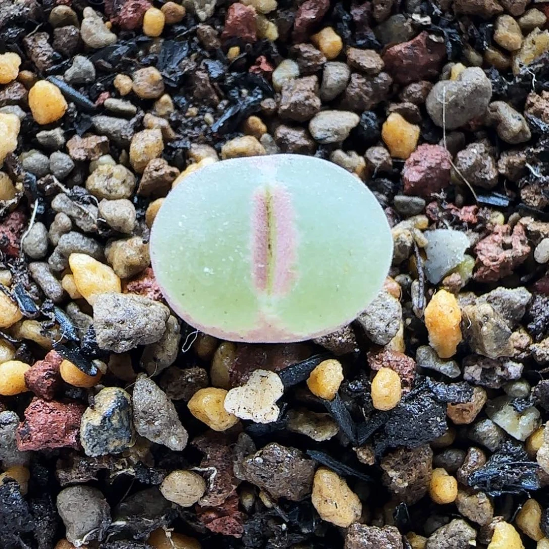 粉红女郎三年优选