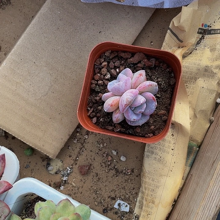 双头粉奶茶带盆土发过