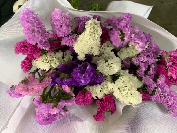 【西藏新疆买花】勿忘我10枝混色 可做干花 3单1运费