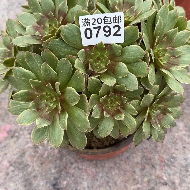 0792红丝绒多肉植物
