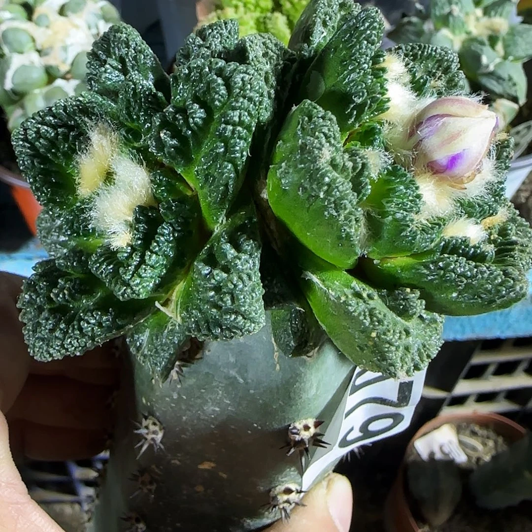 双头龟甲辛顿079仙人球