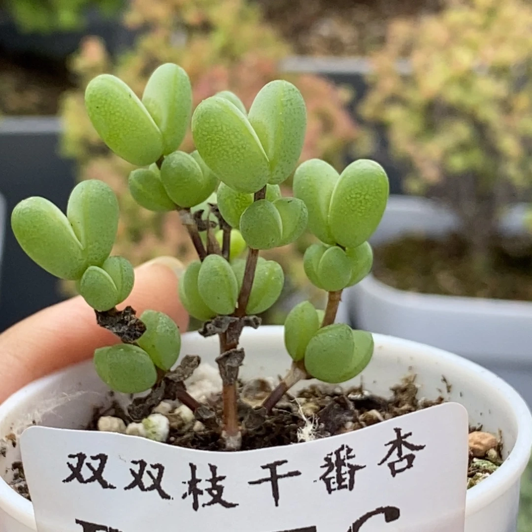 656元宝。