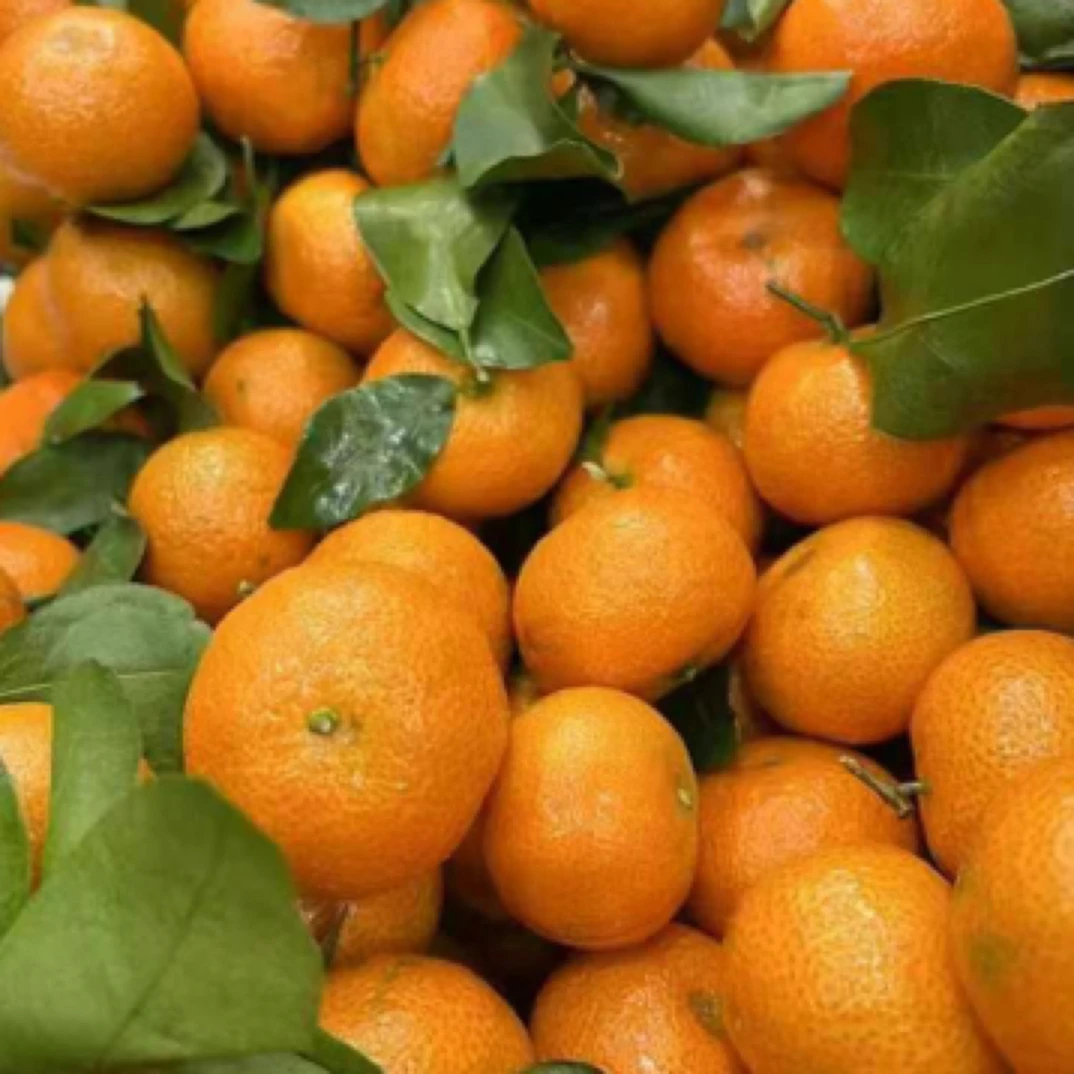 广西精品砂糖橘500g