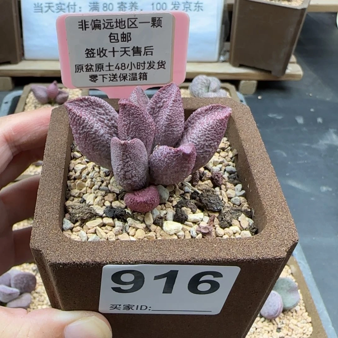 大*南916栖闻多肉植物