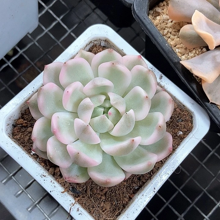 家***湾霜花锦多肉植物的