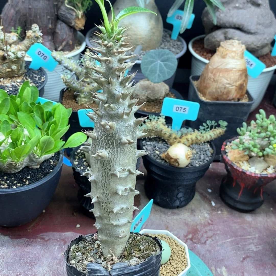 巴氏棒槌多肉植物
