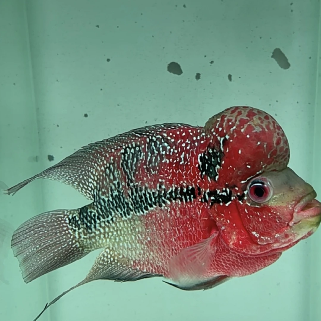 清缸福利 直播间改价链接