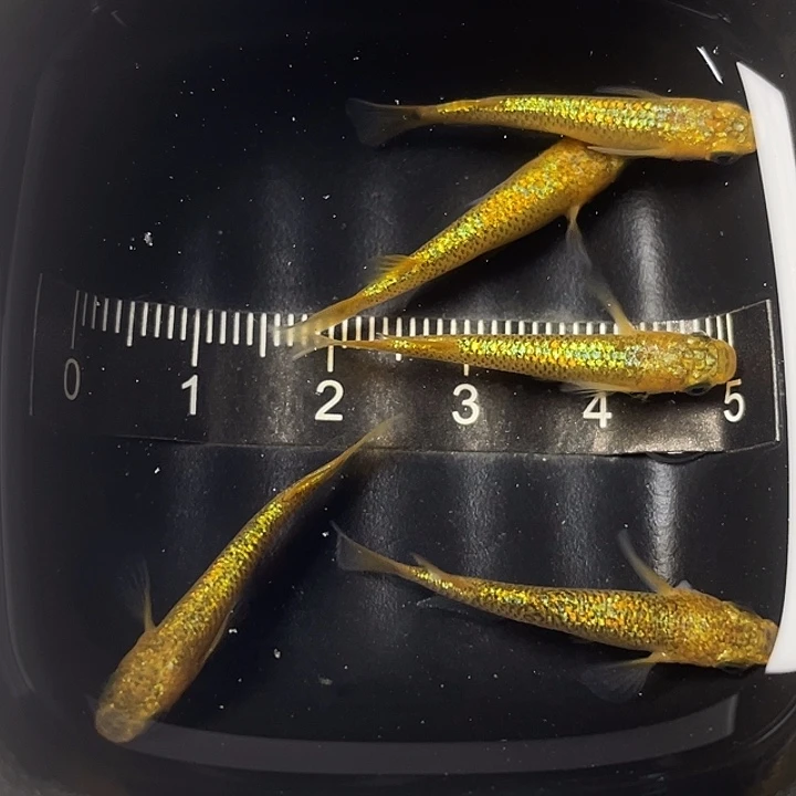 青鳉鱼阳光5条，003号，满15包邮，可叠单