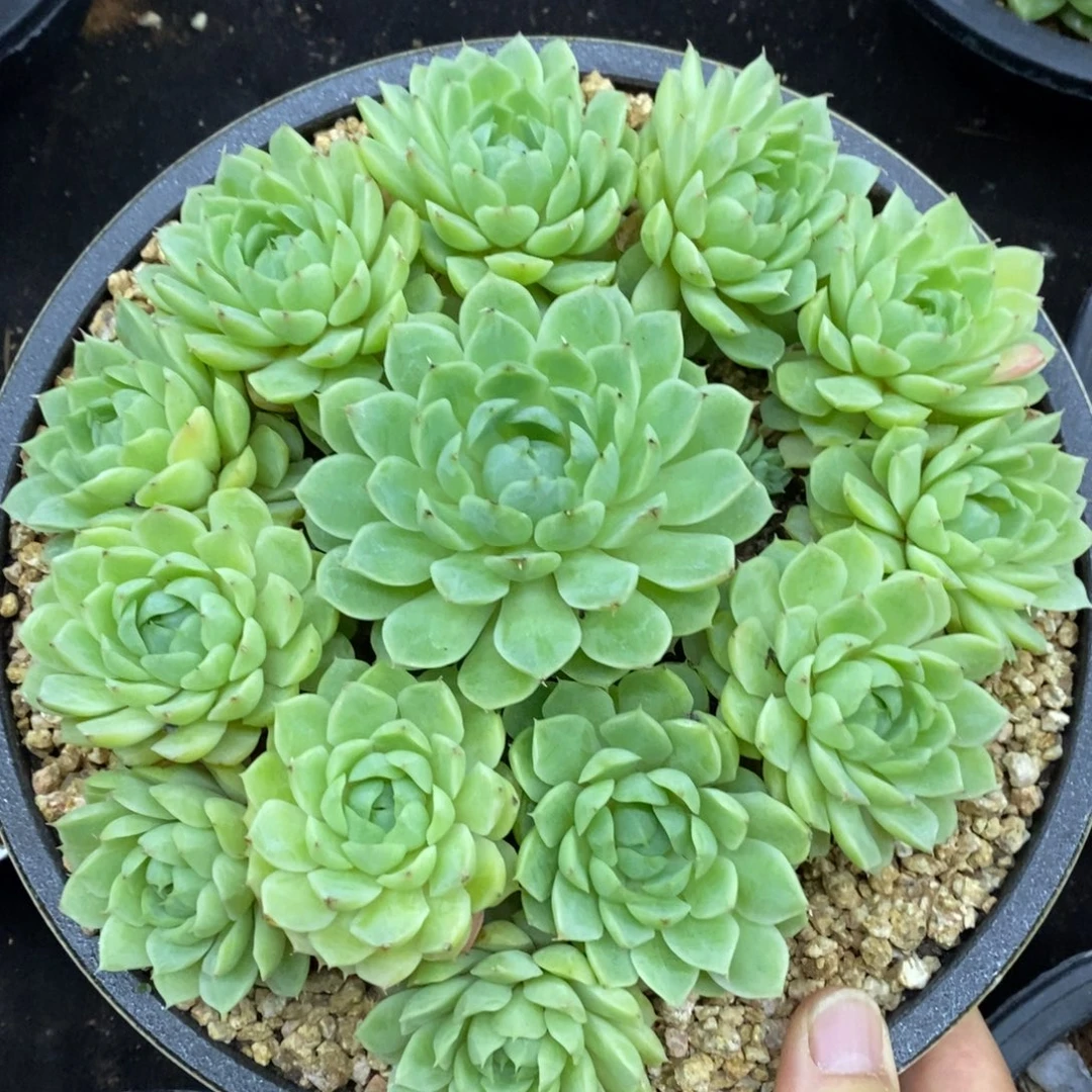 精品多肉一物一拍不包整30