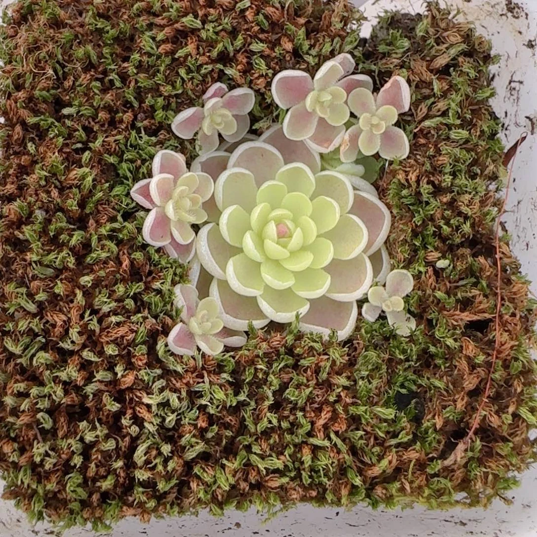 花语多肉1214-119爱丽丝