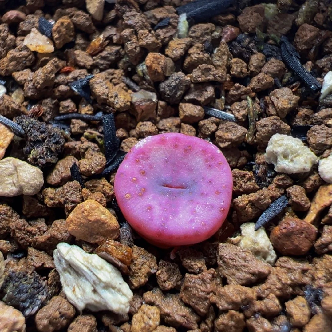 746多肉植物种类和
