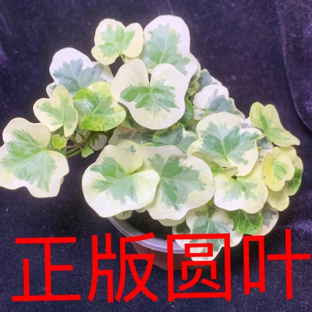 正版日系樱花雪莹常春藤  绿植盆栽稀有网红ins风  爬藤 阳台植物