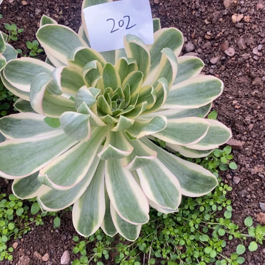 202青莲多肉植物