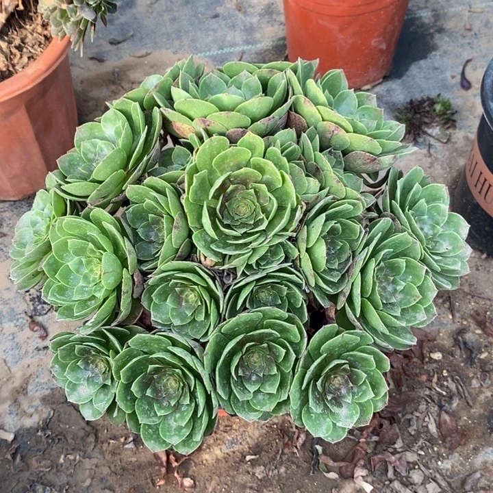 万圣节多肉植物15。