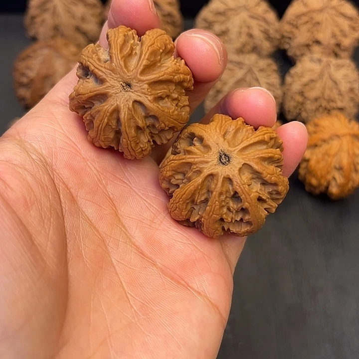 核桃秦岭突突突突突突7