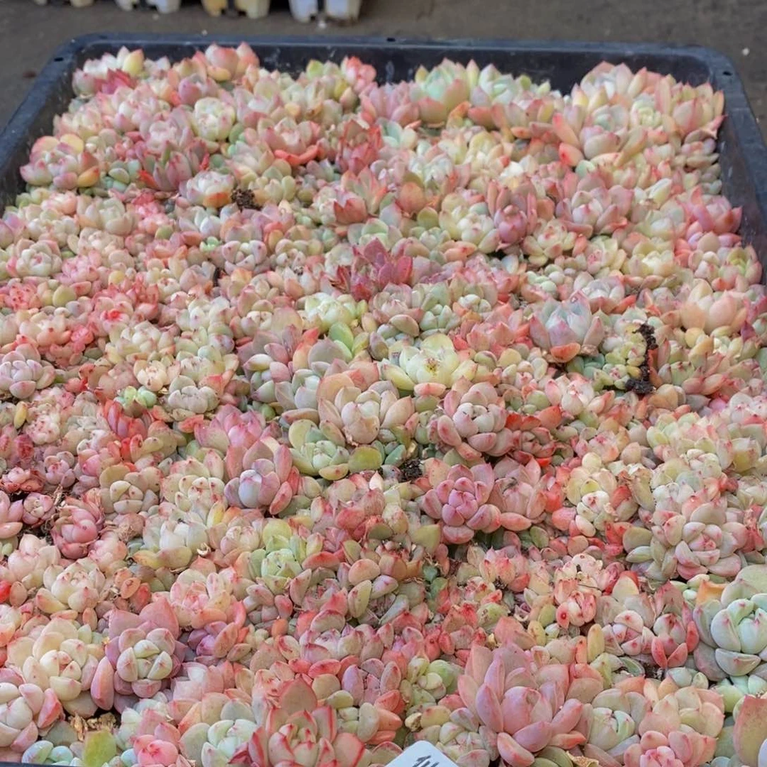 佳***⁸705多肉多肉植物保护研究所所长