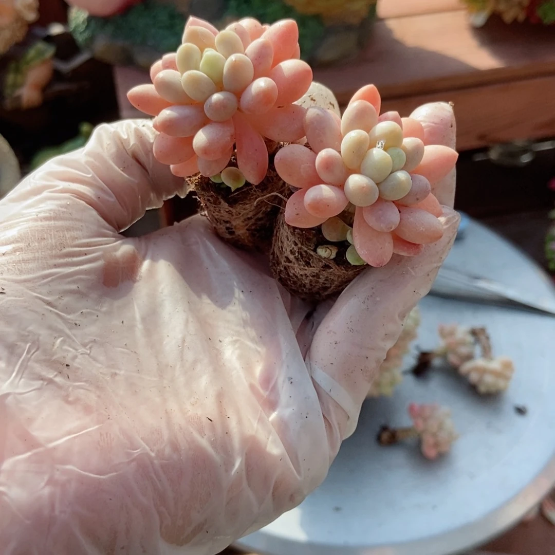 50颗洛可可多肉好看的